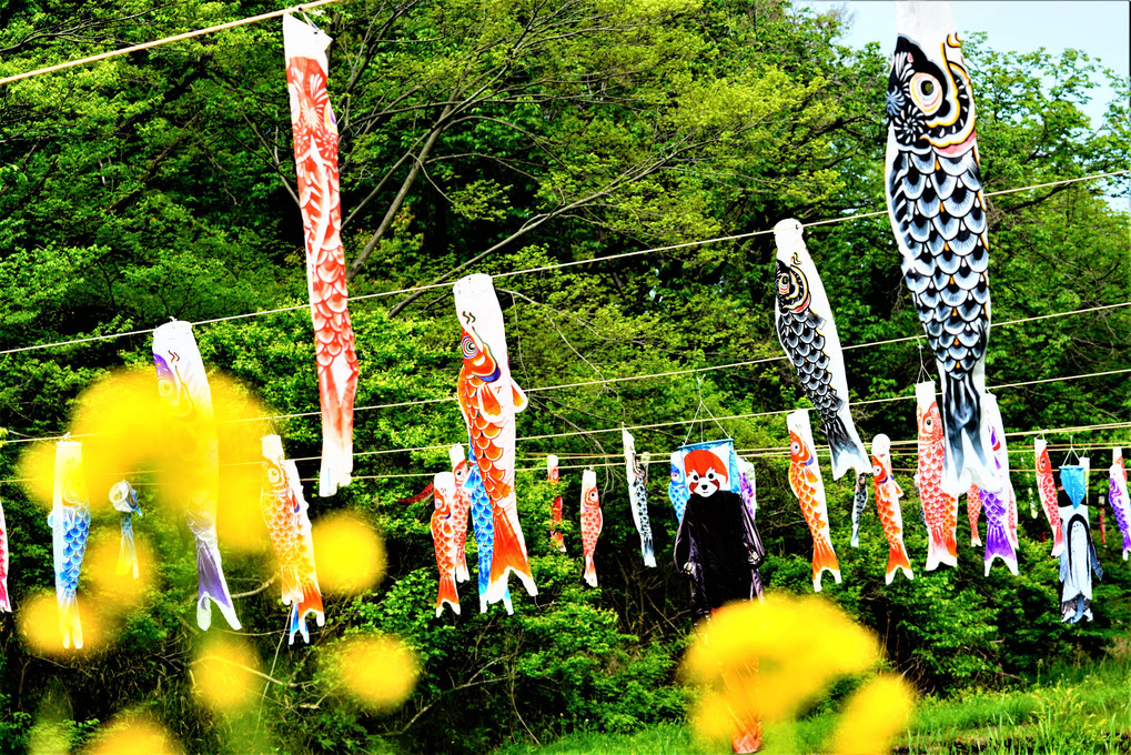 谷戸の鯉のぼり