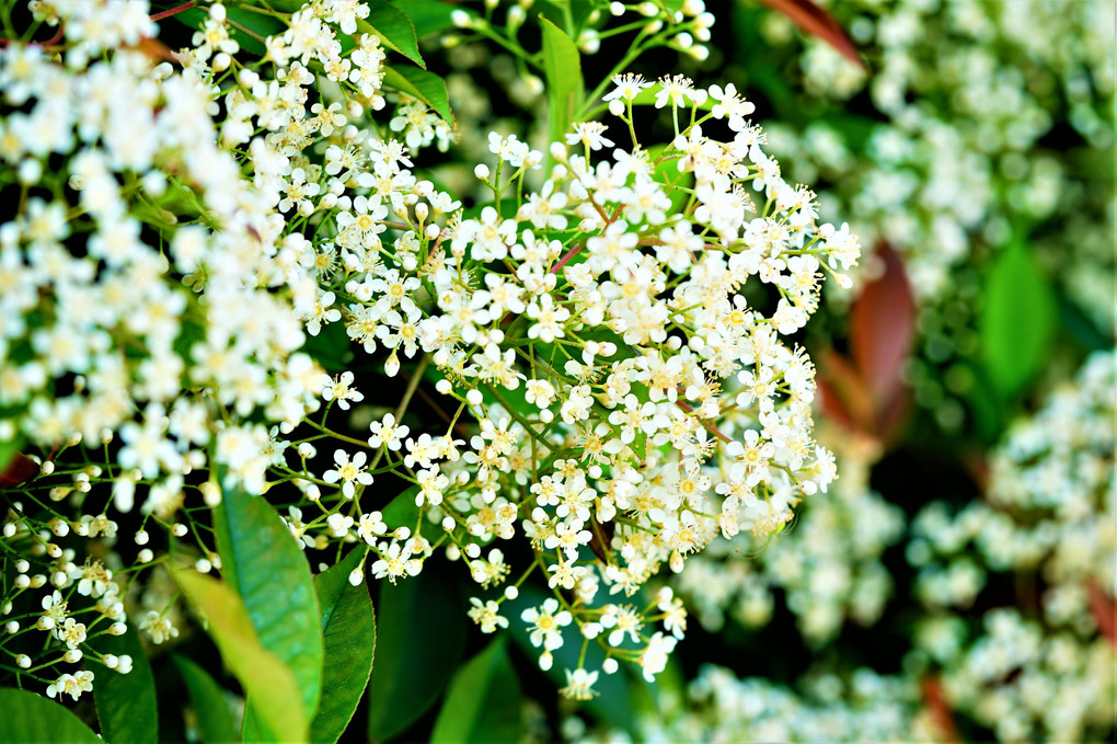 庭に咲いた白い花　名前を知りたいです