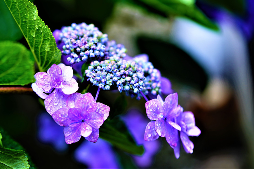 雨に輝く　我が家の紫陽花 ❣