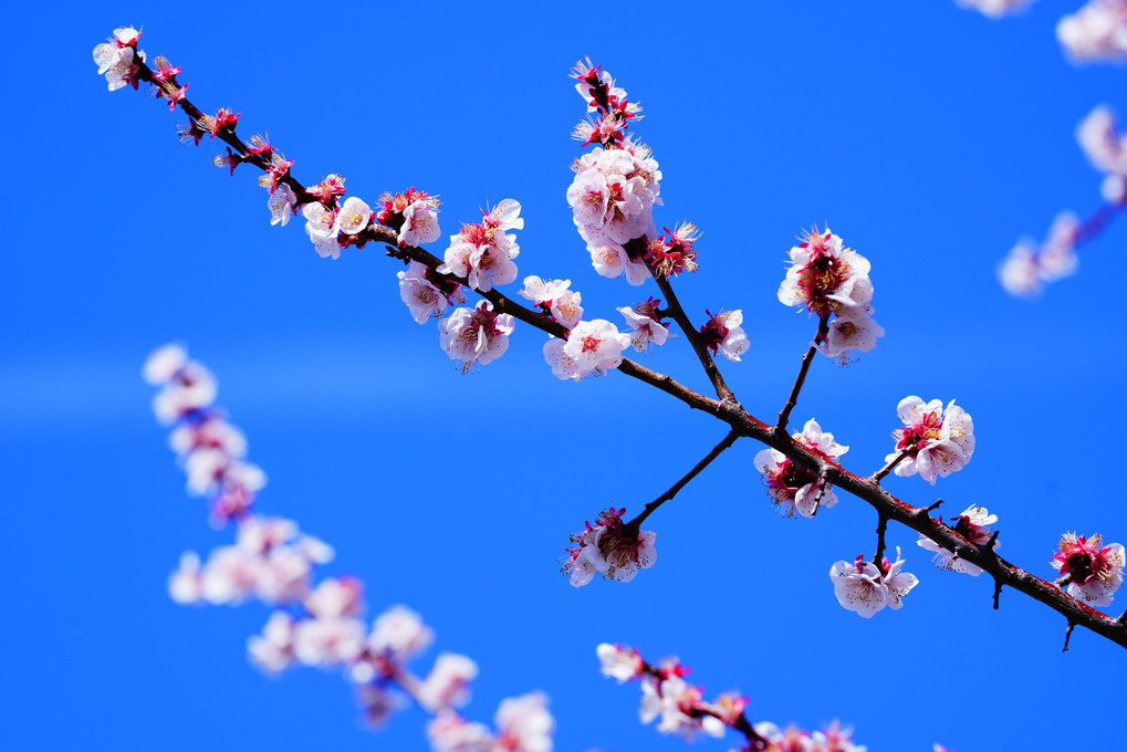 青空と桜❣