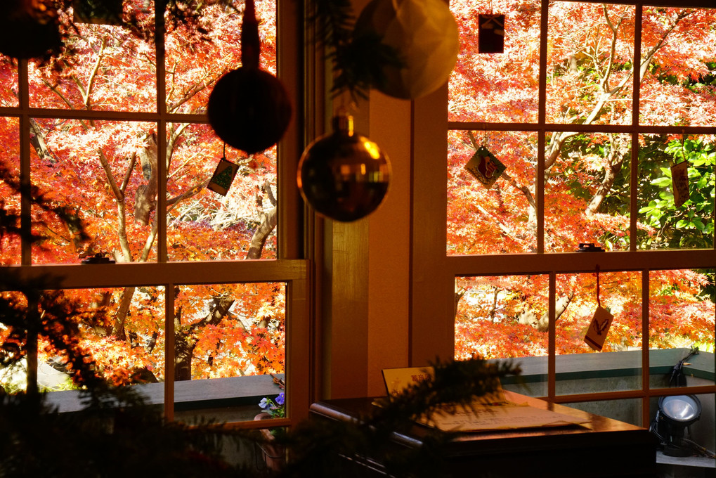 横浜山手西洋館のクリスマスの輝き 💖