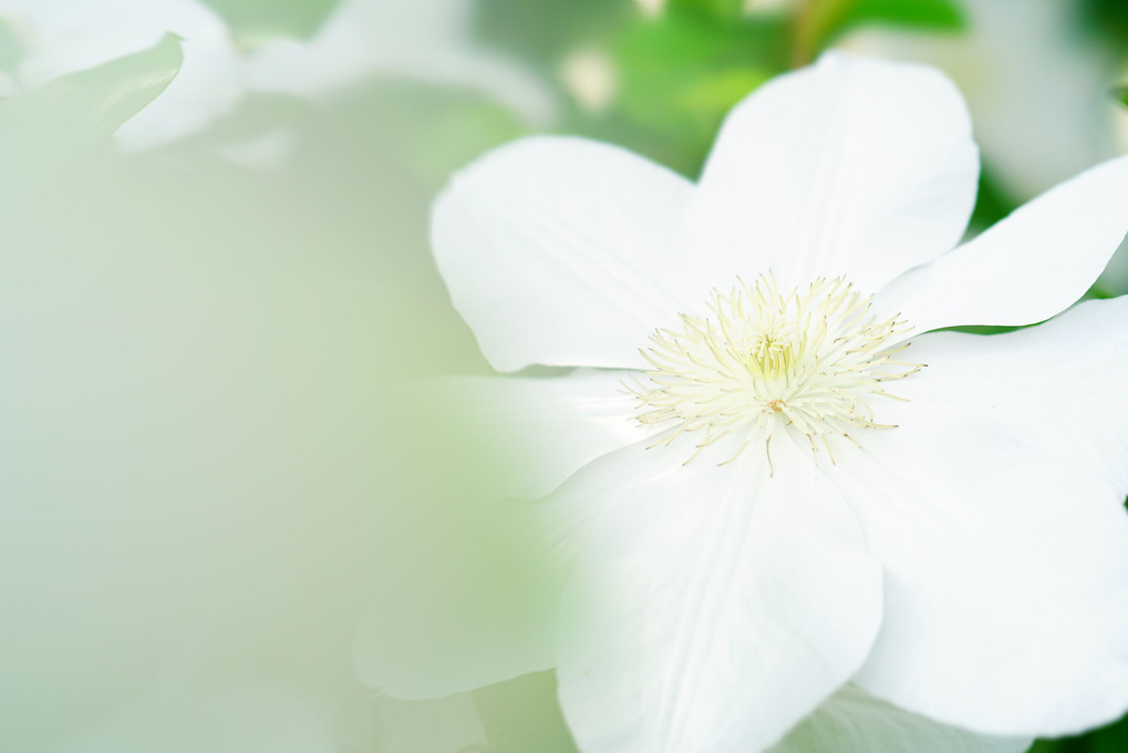 純白のお花　クレマチス　マリーボワスロ　