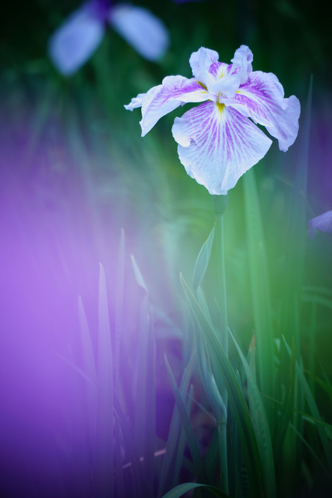 花菖蒲三昧♪♪