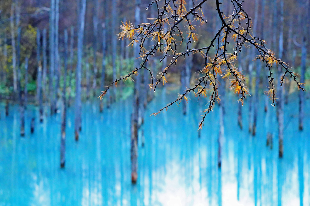 美瑛，秋，雨上がりの青い池 ♫