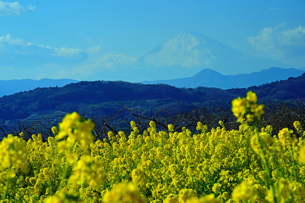 早春散歩　吾妻山　富士山　菜の花 ♫