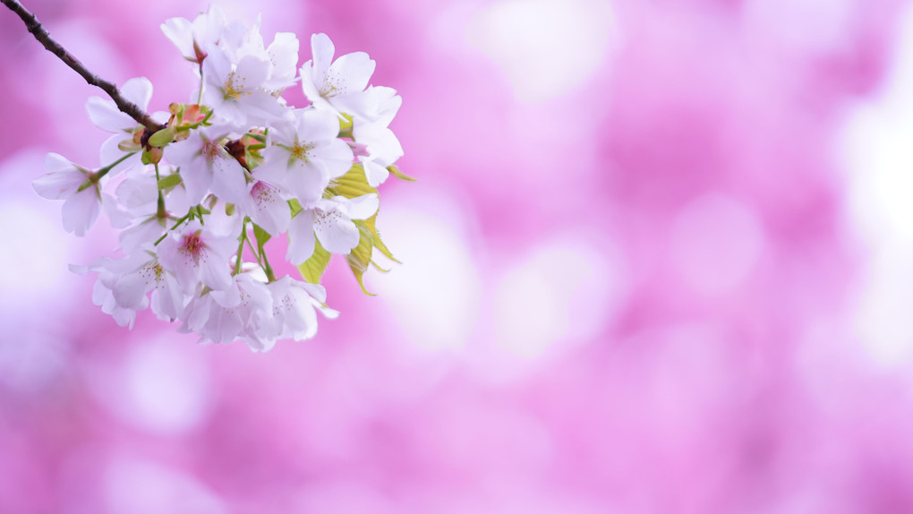 桜🌸，桜🌸，桜🌸