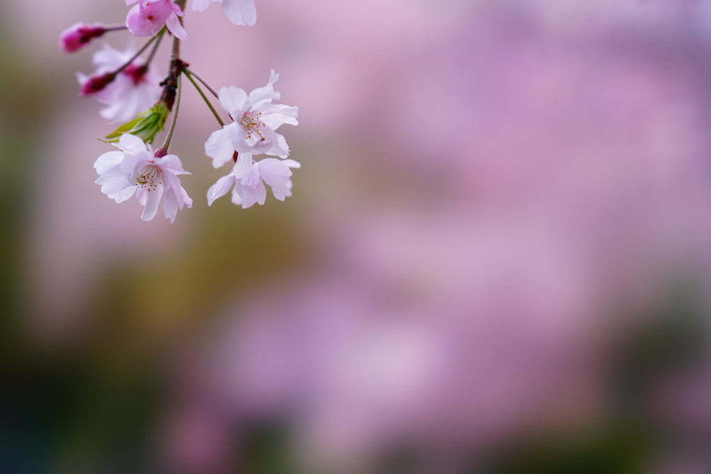 しだれ桜，風になびき綺麗！！
