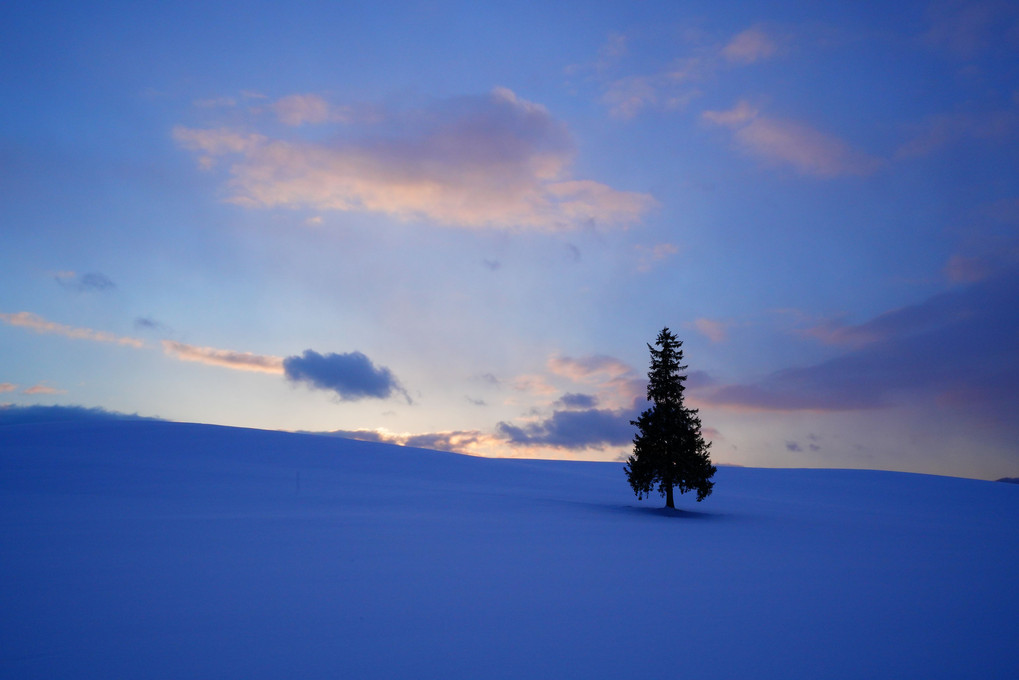 美瑛　二日目の夕景とクリスマスツリーの木 ♫