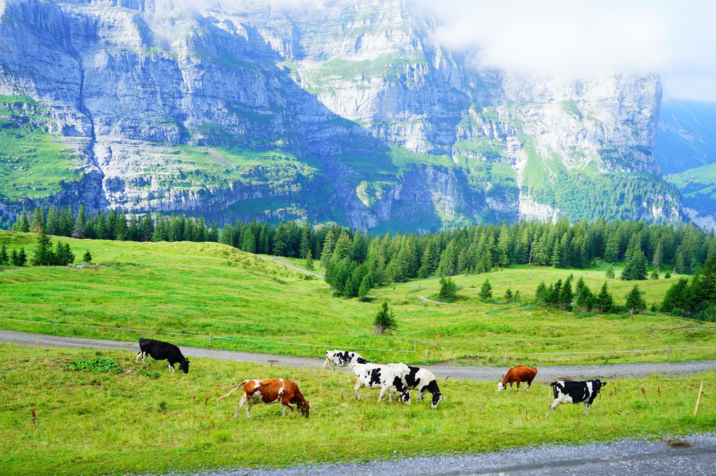 スイス絶景鉄道③【ユングフラウ鉄道】高原とアイガー，メンヒ，ユングフラウ展望の旅 ♬