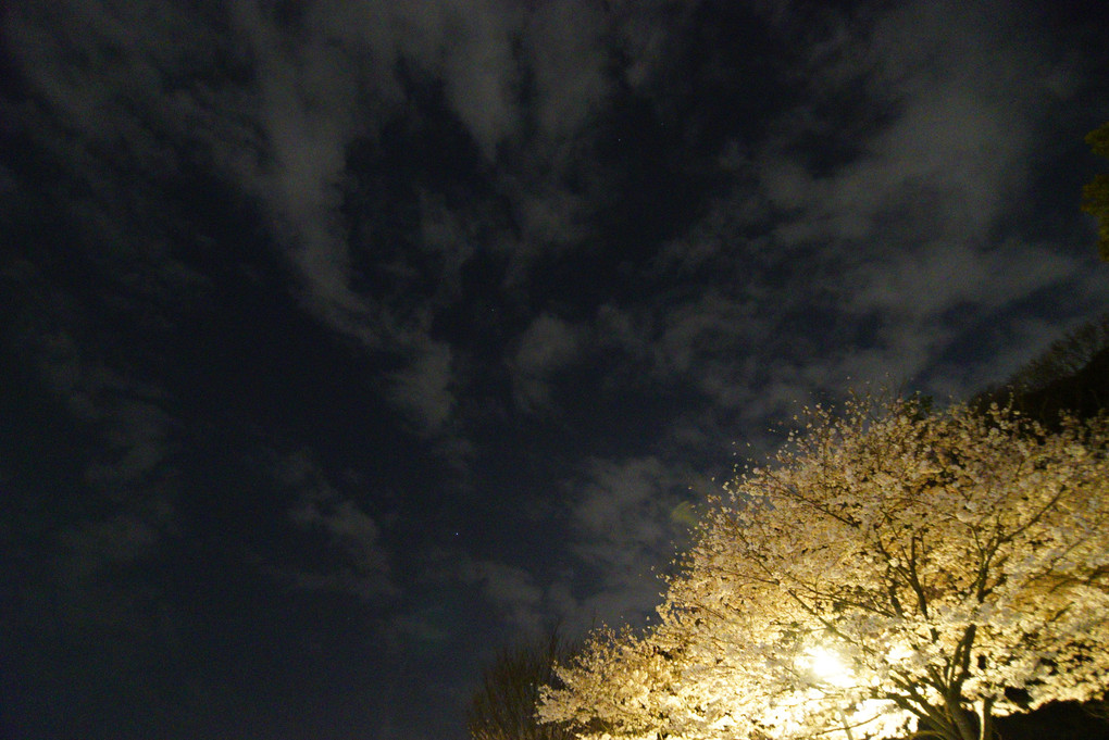夜桜再び