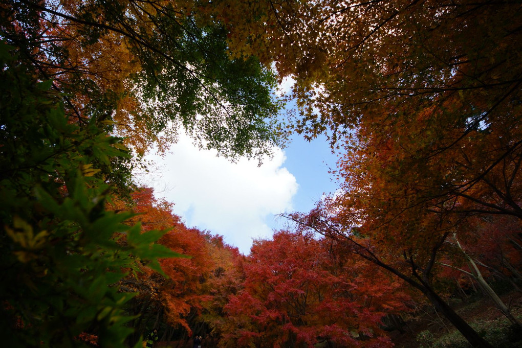 紅葉ゴコロと秋の空。