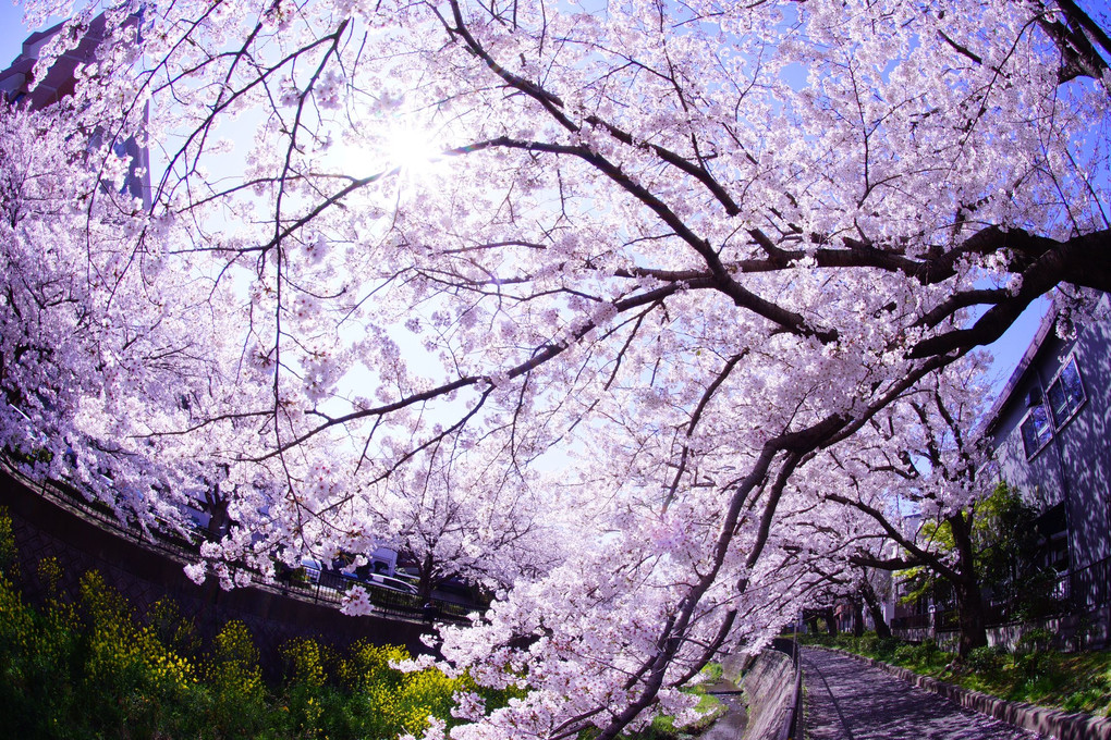 桜🌸 魚眼