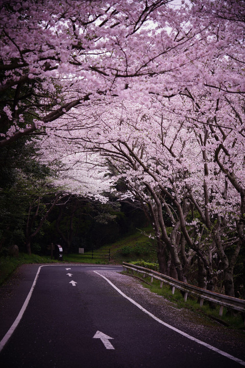 桜色の曲がり道