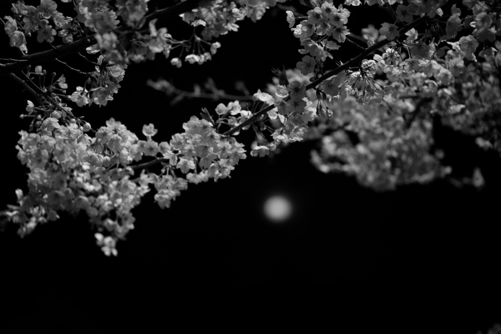夜桜〜モノクロ〜