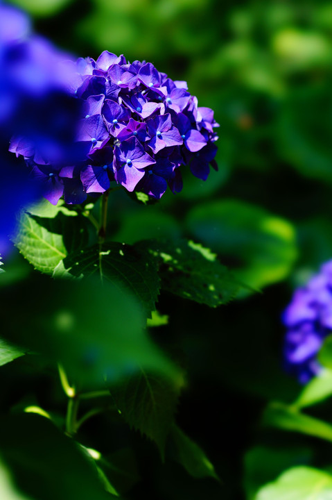 紫陽花☀