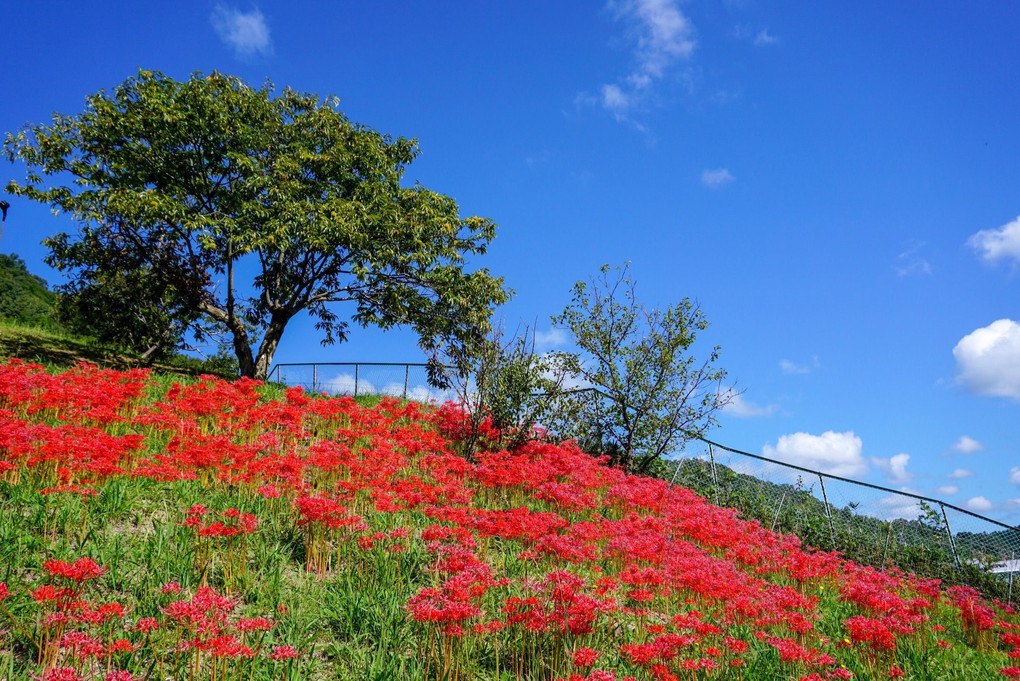 広島 花みどり公園の彼岸花