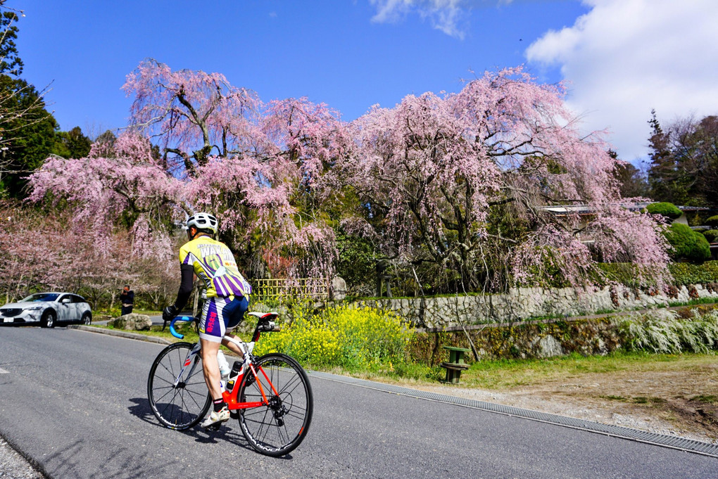 広島 神原のしだれ桜