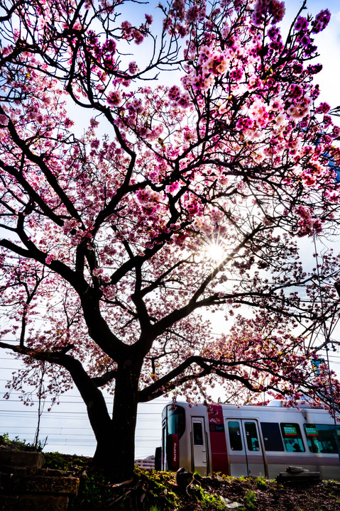 海田市駅の寒桜