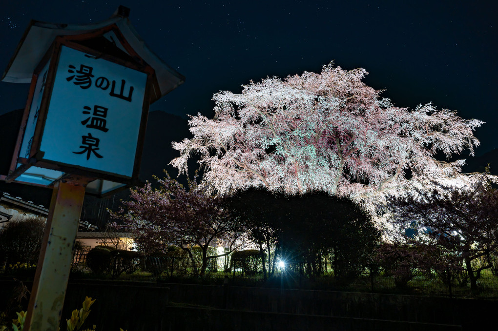 広島　湯の山温泉の竹下桜