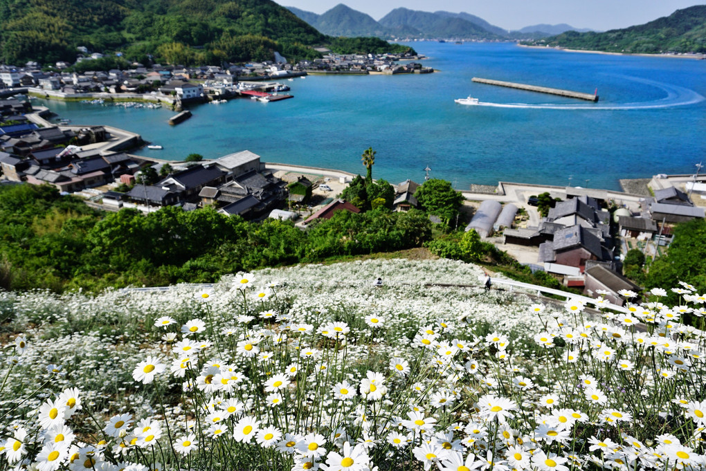 広島 因島の除虫菊