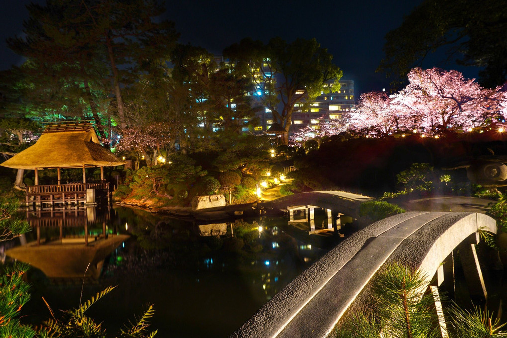 広島 縮景園の夜桜ライトアップ