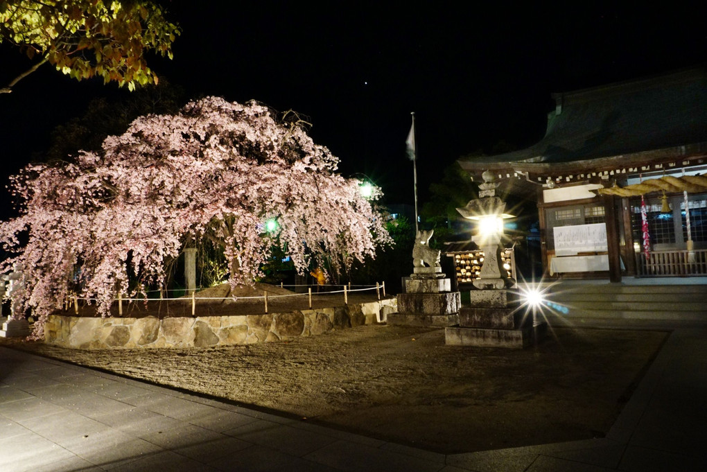 広島　観音神社の枝垂れ桜