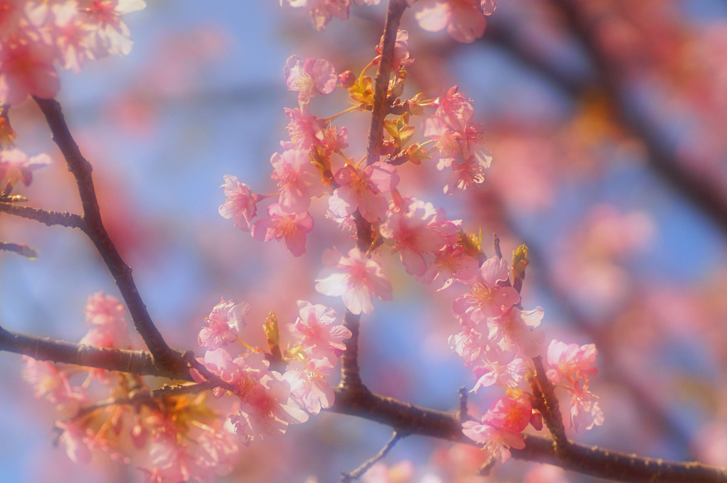 春色桜色