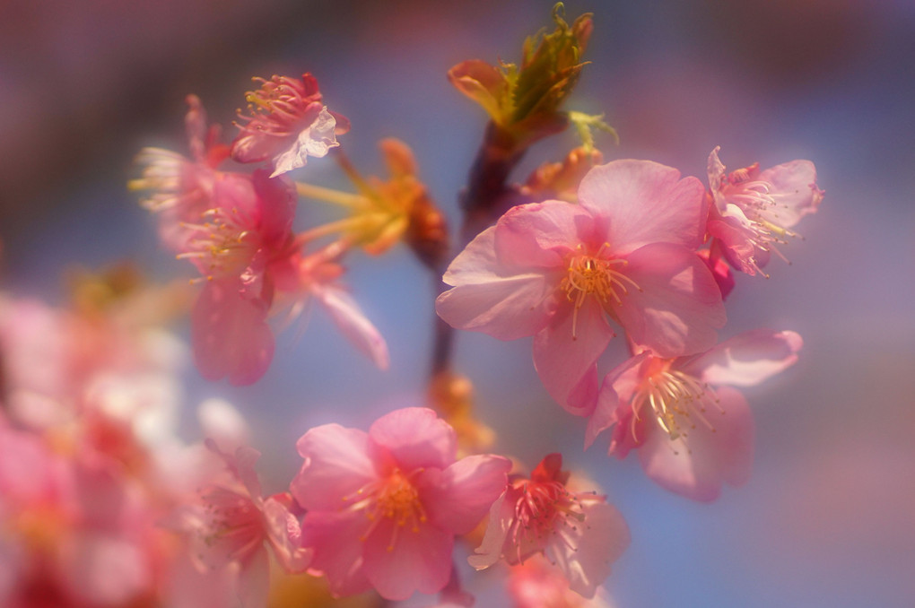 春色桜色