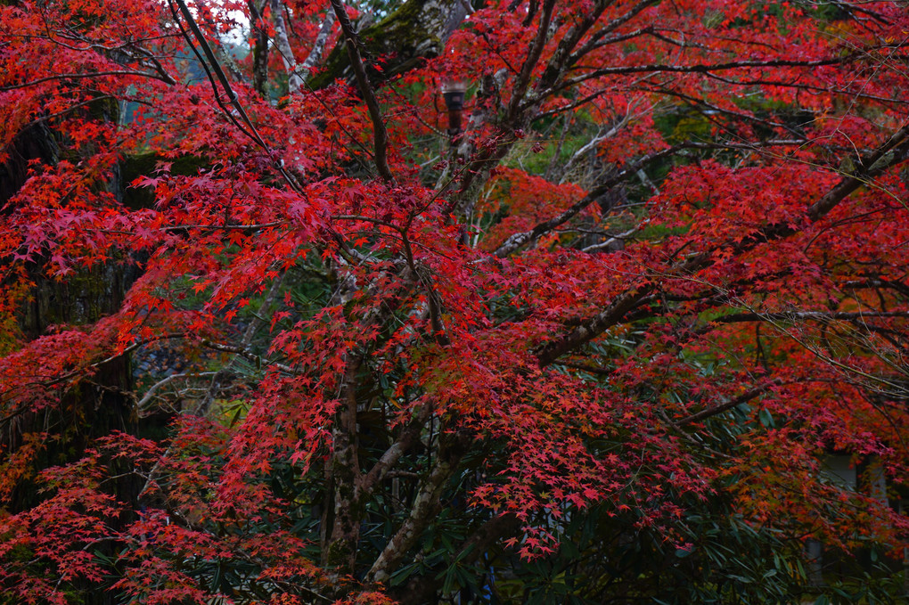 西明寺紅葉