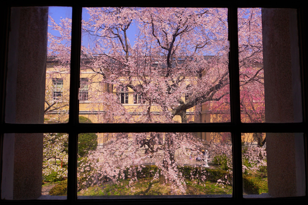 春薫る洋館の桜窓