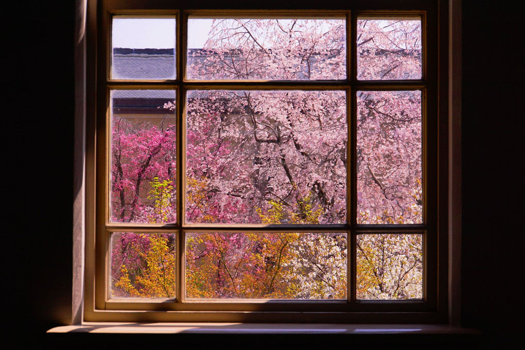 春薫る洋館の桜窓