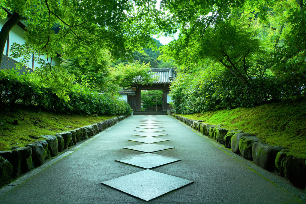 緑の参道