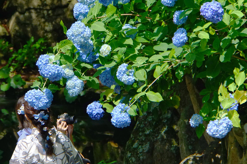 紫陽花の髪飾り