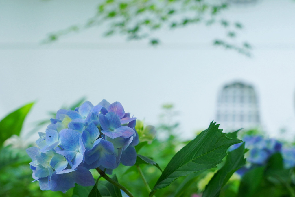 紫陽花と青モミジ　爽やかイメージで