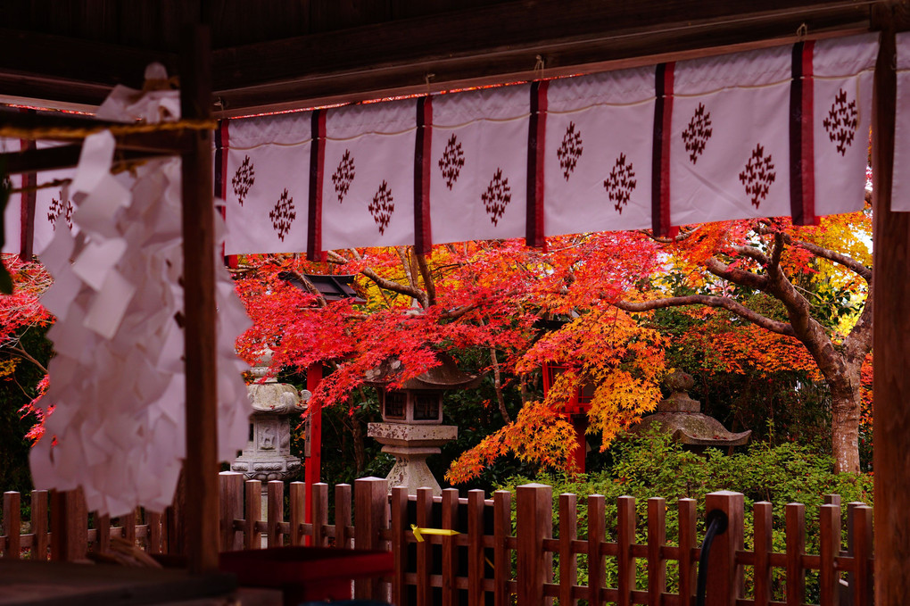 紅葉の七五三詣り