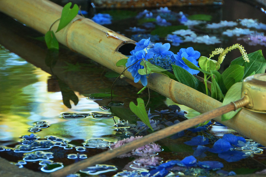 京の花手水