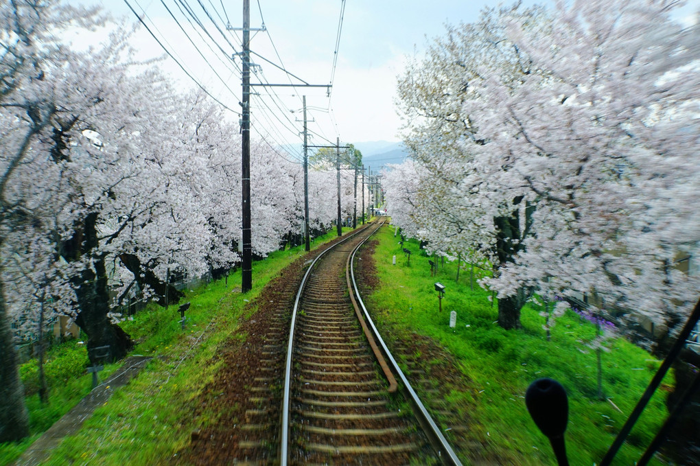 桜トンネル乗り鉄