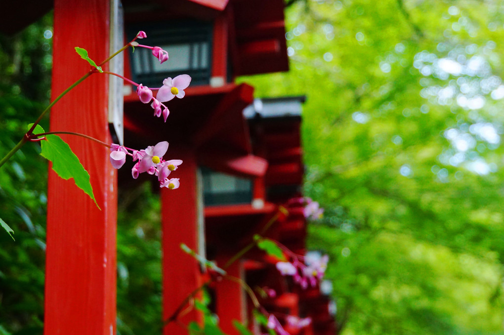 秋海棠の花かんざし