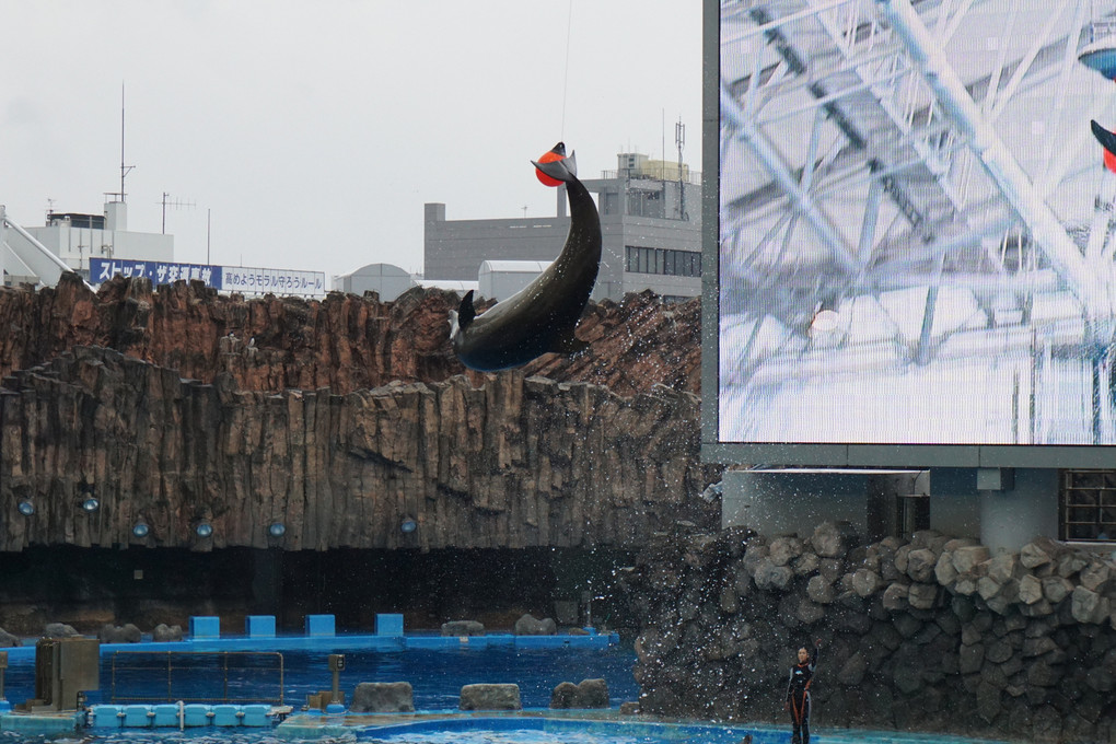 圧巻のイルカショーとおまけでペンギン(笑)