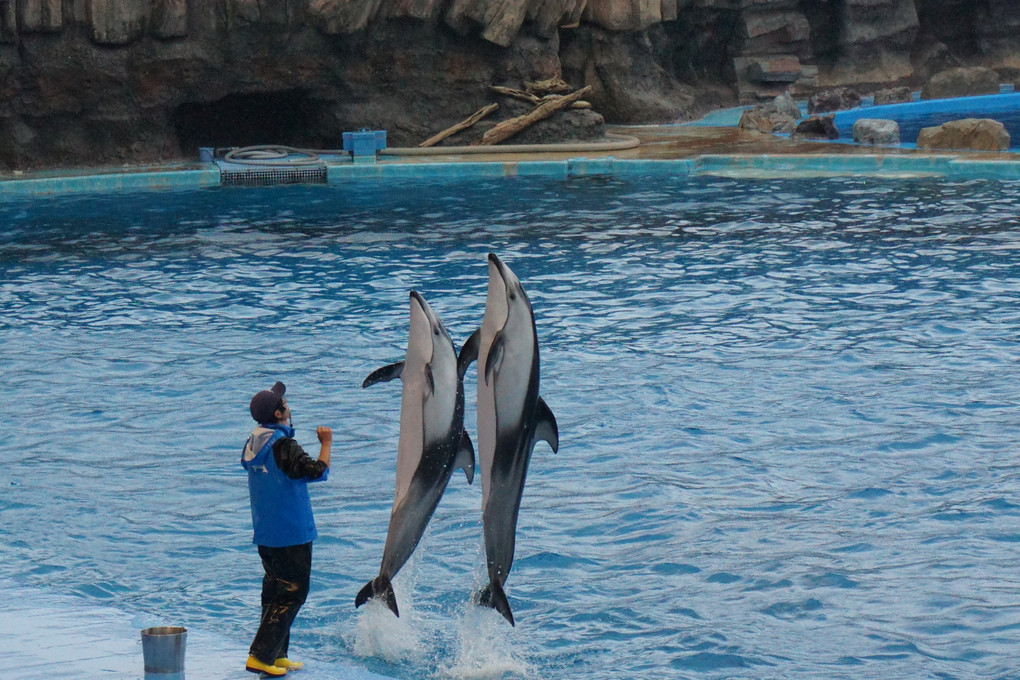 圧巻のイルカショーとおまけでペンギン(笑)