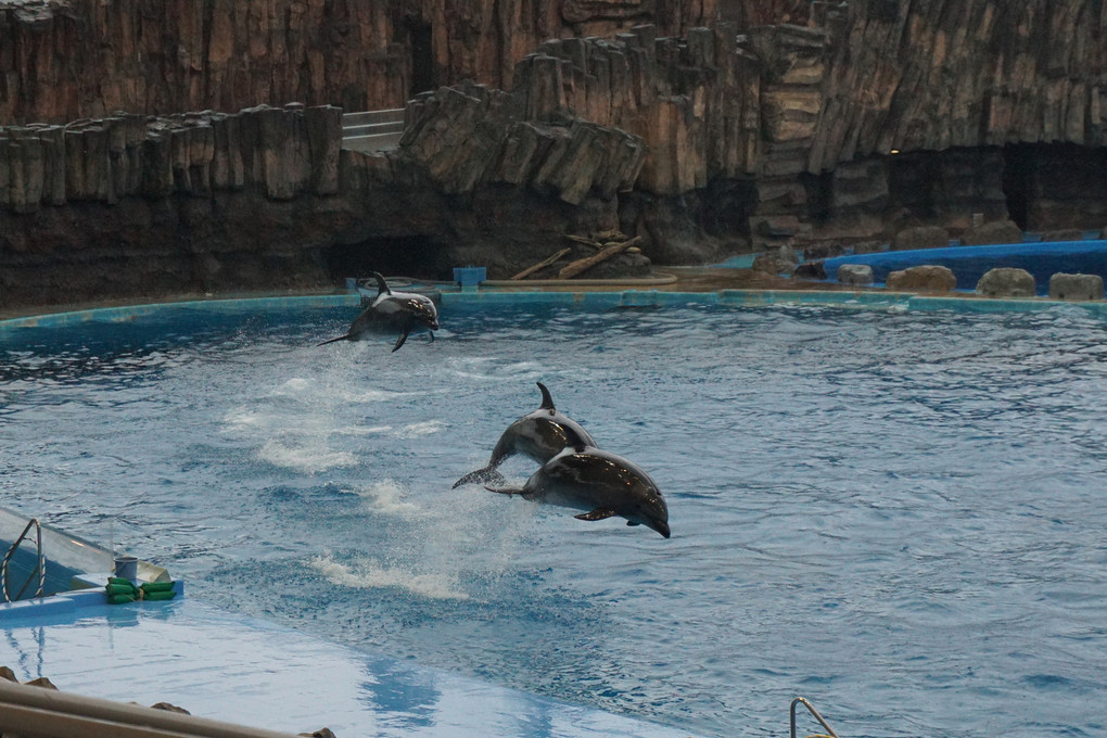 圧巻のイルカショーとおまけでペンギン(笑)