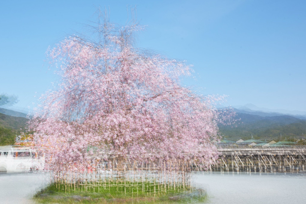 嵐山の桜 In the Round　