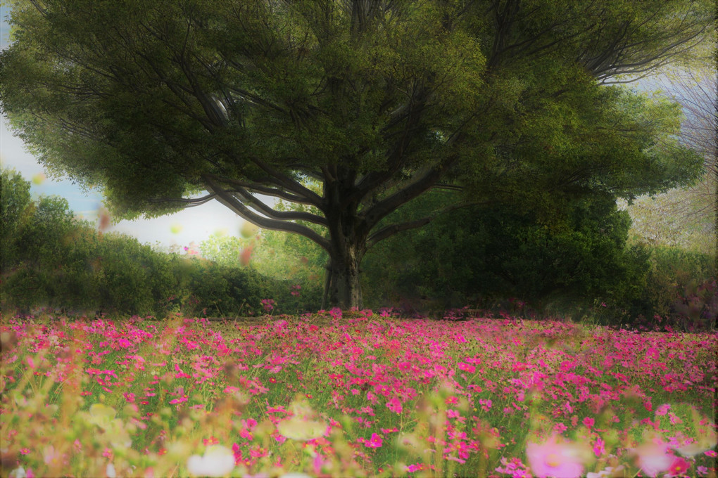 万博記念公園　花の丘へ　In the Round