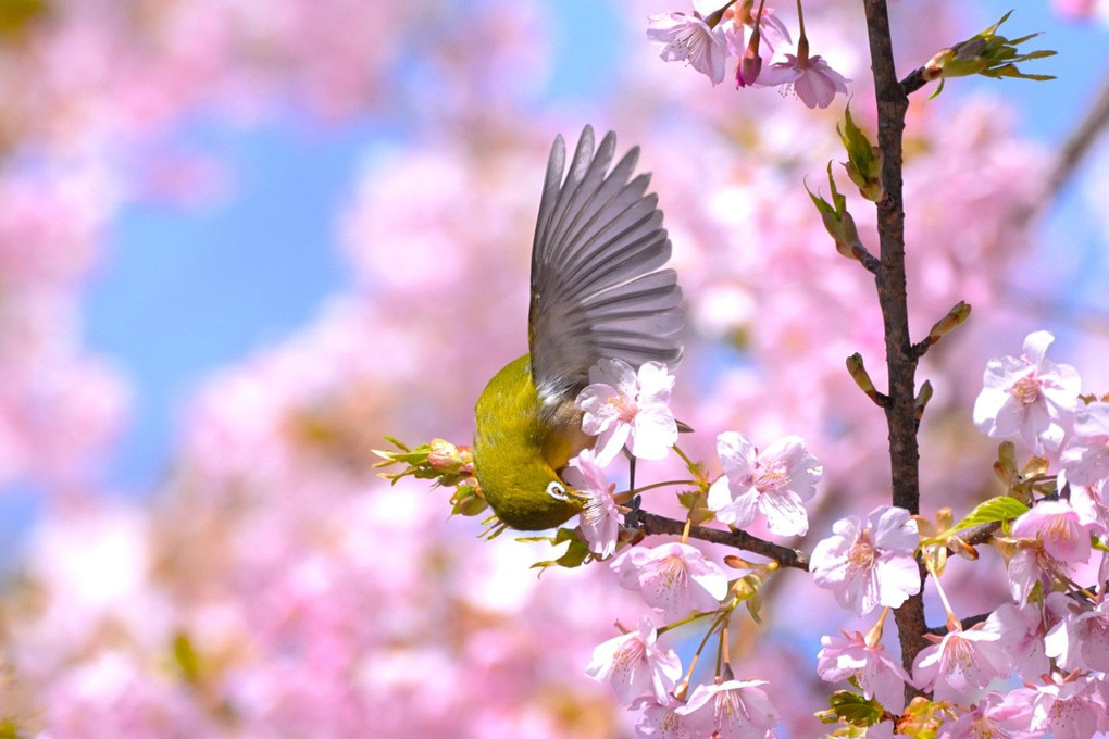 山田池公園　春の野鳥