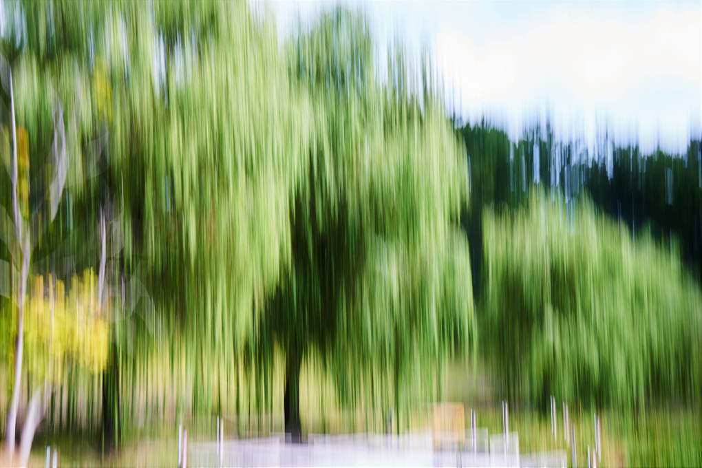 万博記念公園日本庭園で縦ブラし
