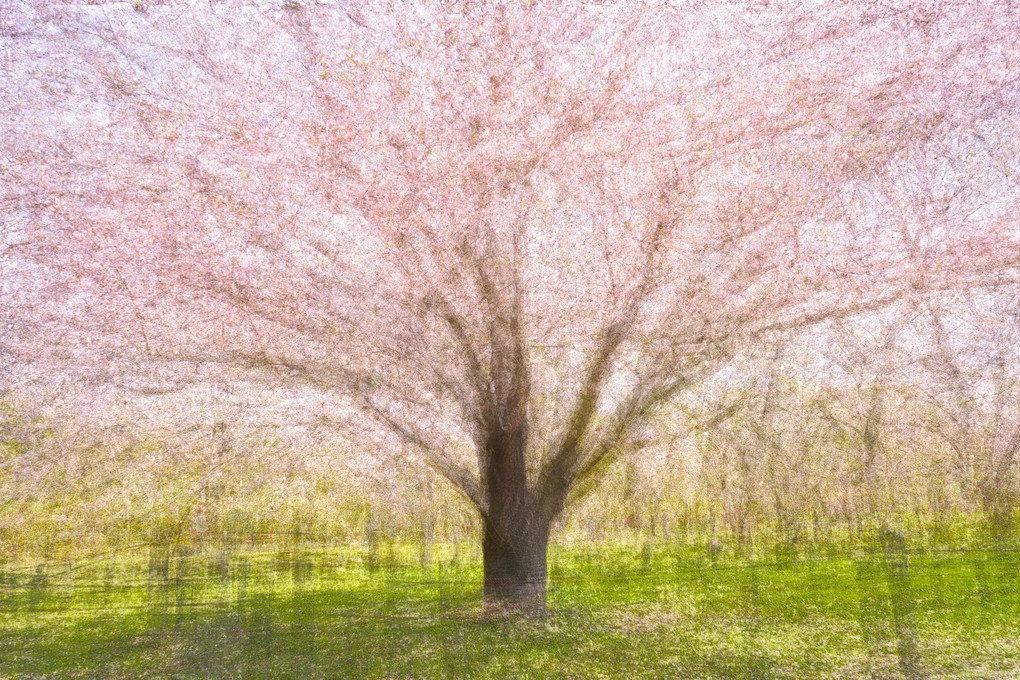 半木の桜