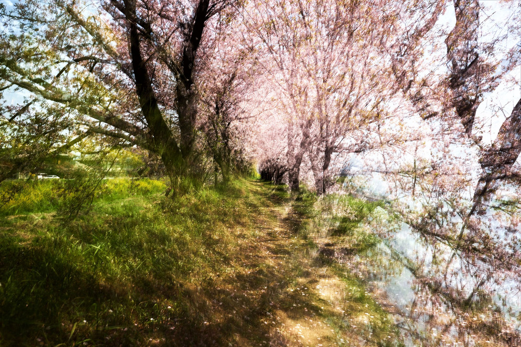 桂川堤の桜 in ICM