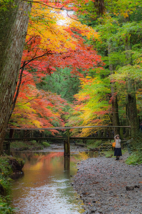 紅葉写活シリーズその1