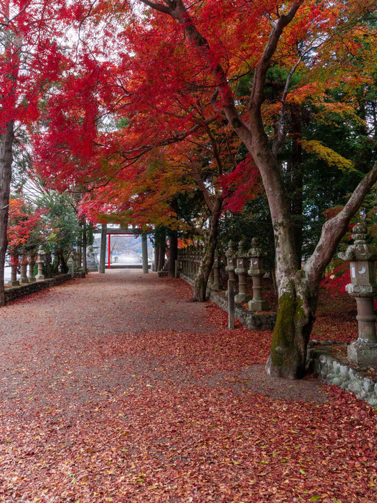 銀杏参道