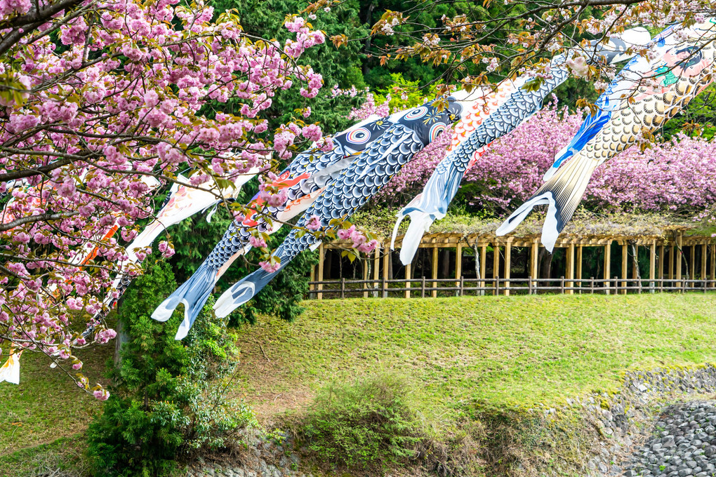 八重桜に浮かぶ鯉のぼり